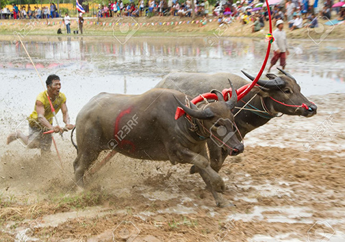 مسابقات بوفالو سواری چونبوری 2015 + تصاویر