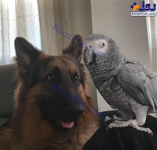 دو عضو عجیب و غریب خانواده خانم بازیگر /عکس