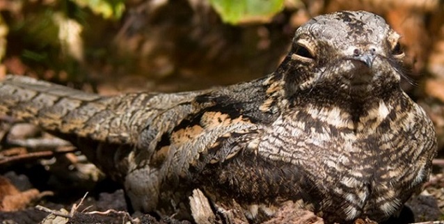 پهپادهایی که پرندگان استتار کرده در طبیعت را هم پیدا می کنند! + عکس